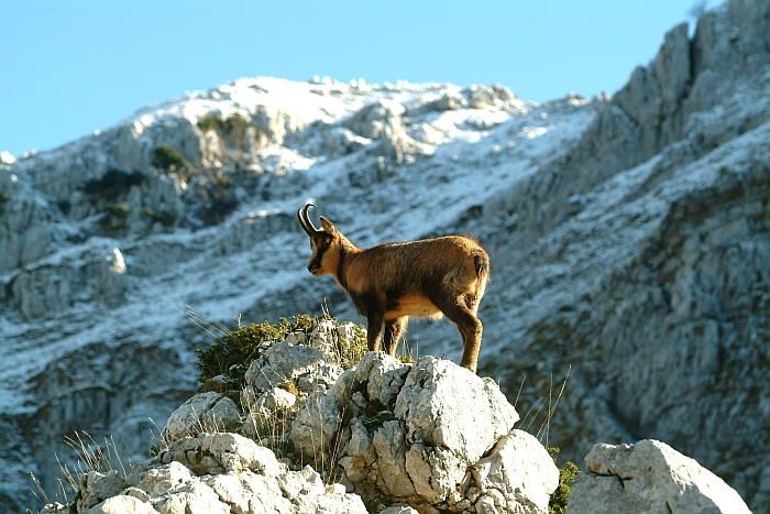 Camoscio d''Abruzzo Rupicapra pyrenaica ornata